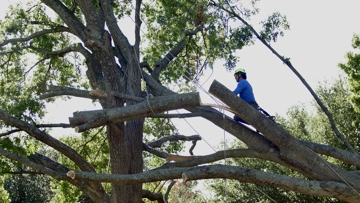 Professional Hazardous Tree Removal performed by certified arborists in Brantley